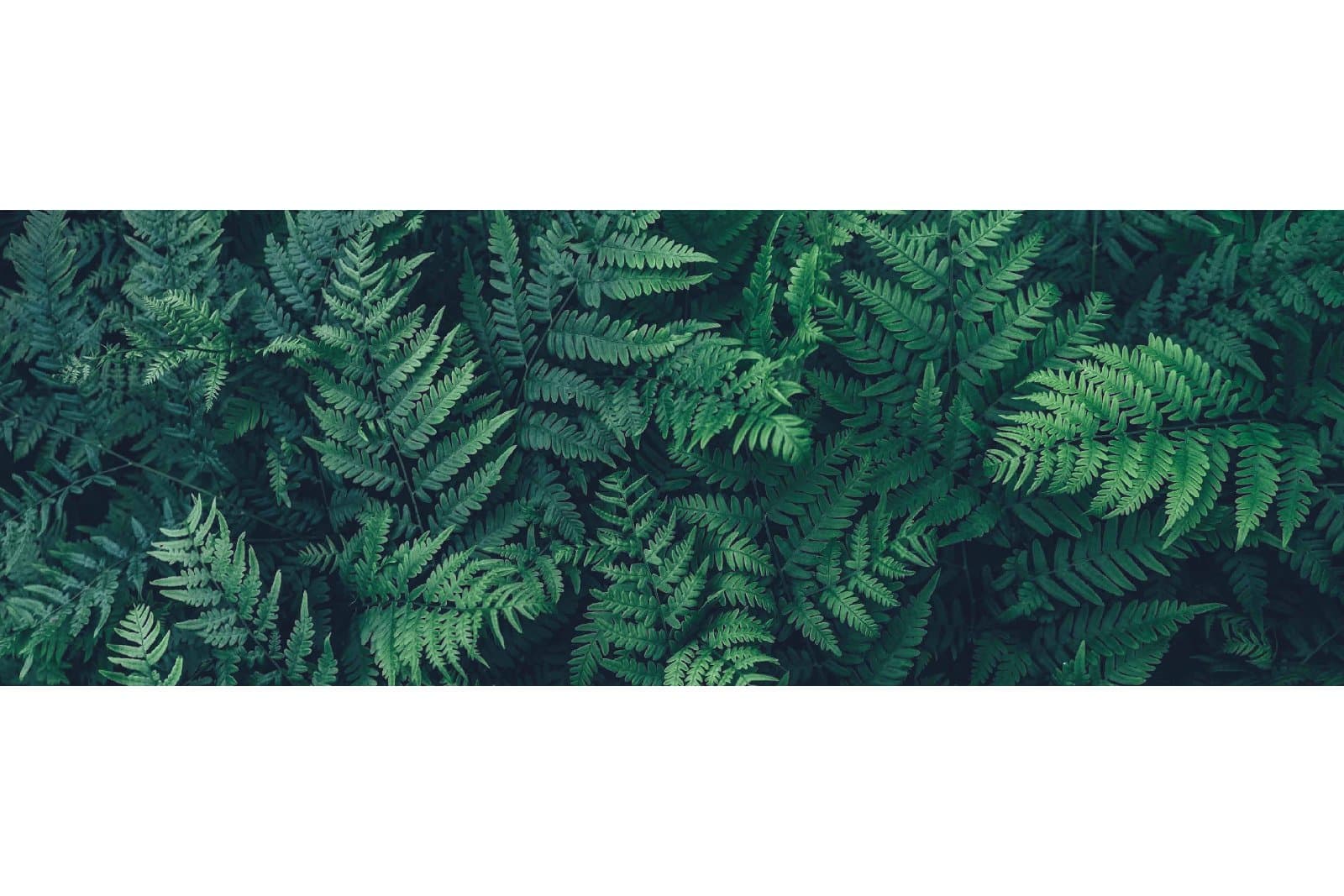 Central Park — Cluster Fern